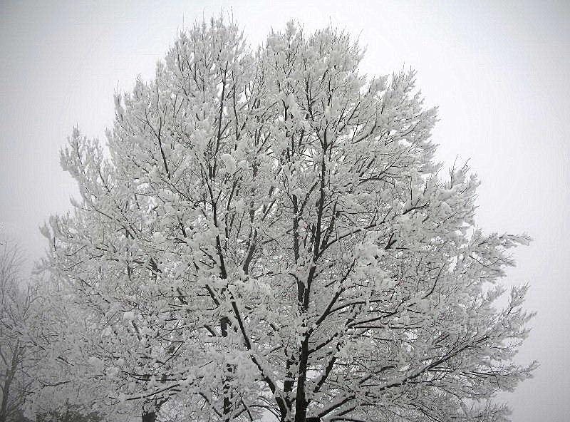 Panorami innevati